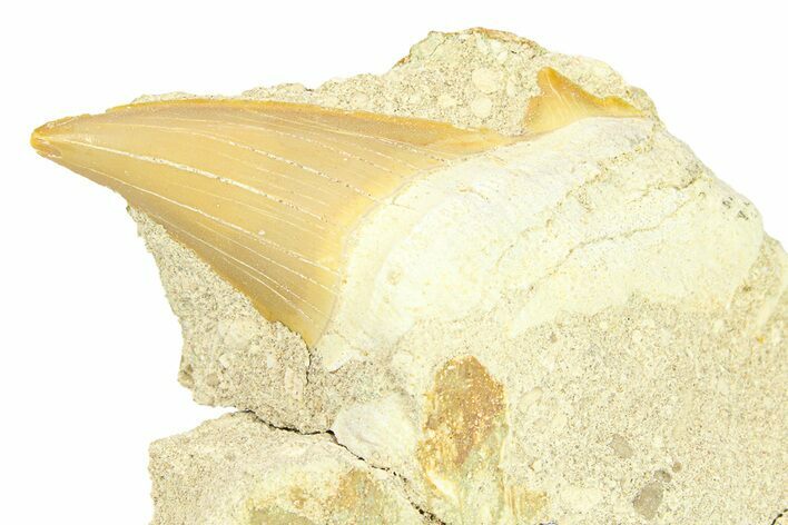 Otodus Shark Tooth Fossil in Rock - Morocco #292030